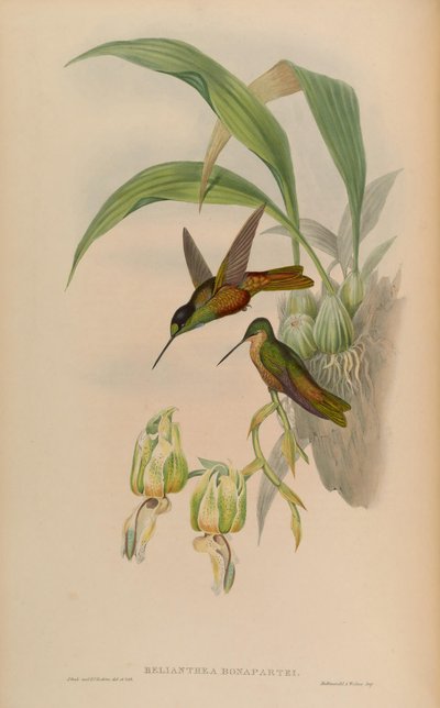 Helianthea bonapartei - John Gould